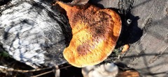 Postia pelliculosa