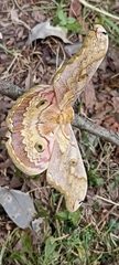 Antheraea