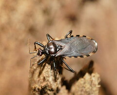 Ectrichodiinae