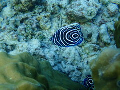 Pomacanthus imperator