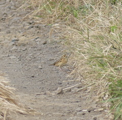 Emberiza fucata