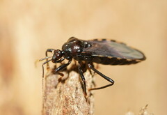 Ectrichodiinae
