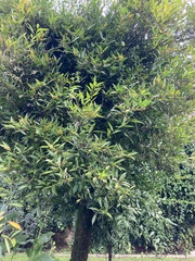Magnoliopsida