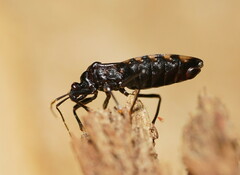Ectrichodiinae