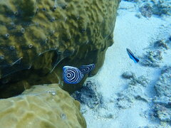 Pomacanthus imperator