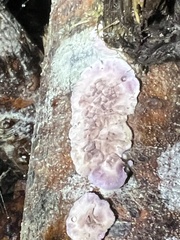 Chondrostereum purpureum