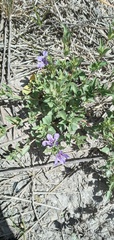 Dyschoriste humilis
