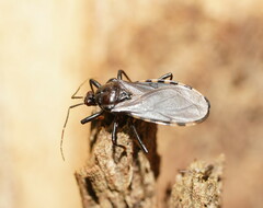 Ectrichodiinae