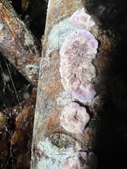 Chondrostereum purpureum