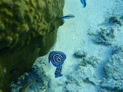 Pomacanthus imperator