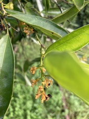Magnoliopsida