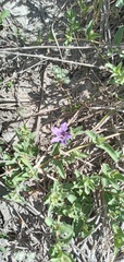 Dyschoriste humilis