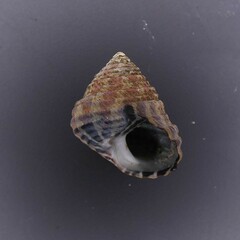 Austrocochlea porcata