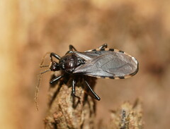 Ectrichodiinae