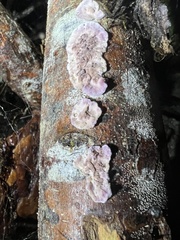 Chondrostereum purpureum