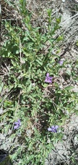 Dyschoriste humilis