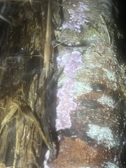 Chondrostereum purpureum