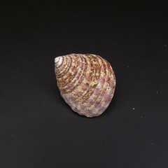 Austrocochlea porcata