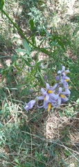 Solanum angustifidum