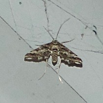 Diasemiopsis ramburialis