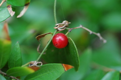 Smilax aspera