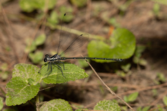 Austroargiolestes icteromelas