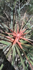Bromelia serra