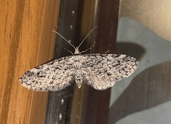 Eupithecia graphiticata