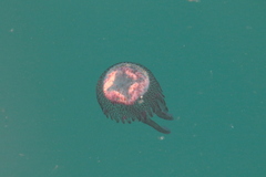 Pelagia noctiluca