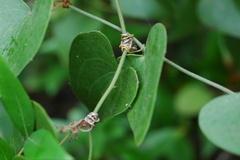 Smilax aspera