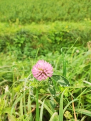 Trifolium pratense