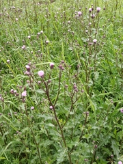 Cirsium arvense