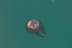 Pelagia noctiluca