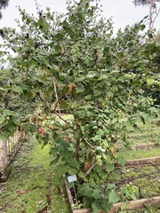 Angiospermae
