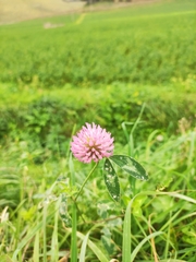 Trifolium pratense