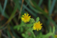 Pulicaria dysenterica