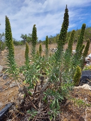 Echium candicans
