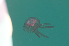 Pelagia noctiluca