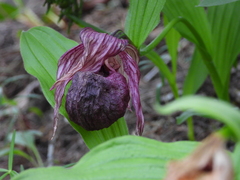 Cypripedium franchetii