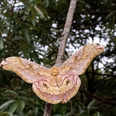 Antheraea