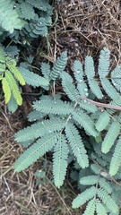 Leucaena leucocephala