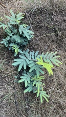 Leucaena leucocephala