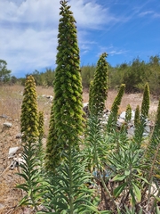Echium candicans