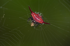 Gasteracantha