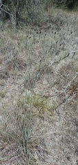 Eryngium ebracteatum