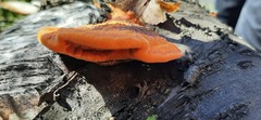 Postia pelliculosa
