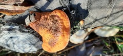 Postia pelliculosa