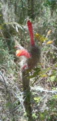 Cleistocactus baumannii