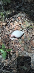 Megalobulimus lorentzianus