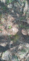 Megalobulimus lorentzianus